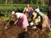 Eine Neupflanzung von Teebüschen wird vorbereitet. Der faire Handel trägt zur Erneuerung der Teewirtschaft und Erhaltung der Lebensgrundlagen der Menschen bei.
