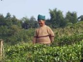 Nach harten Jahren endlich in stabilen wirtschaftlichen Verhältnissen - Teeproduzent im eigenen Teegarten.
