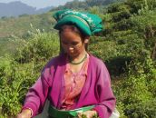 Darjeeling-plucker