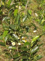 Junge Teepflanzen müssen erst 5 Jahre heranwachsen, ehe die erste Ernte erfolgen kann.