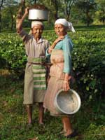 Ernte ist Frauensache - die Rollenteilung in der Produktion ist traditionell festgelegt. Dies zu rasch ändern, ist praktisch nicht möglich. Fair Trade zielt daher darauf, Frauen an den Entscheidungen in den Teegärten gleichberechtigt zu beteiligen. 