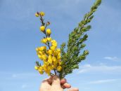 Honeybush