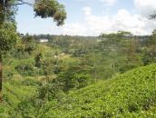 Ceylon-Teegarten